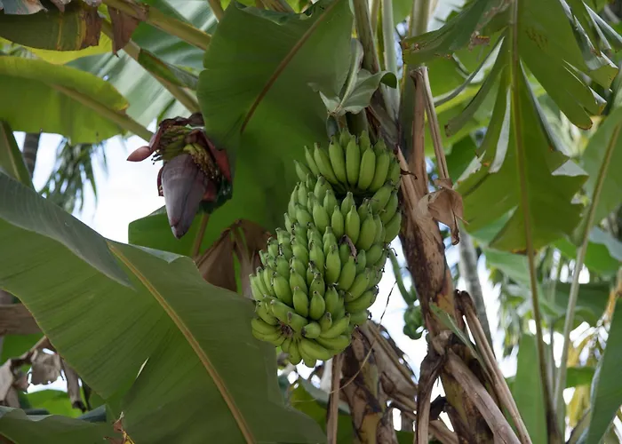 Séjour chez l'habitant Chansor 14 By Siem Reap Homesteading *