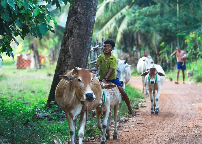 Chansor 14 By Siem Reap Homesteading * Phumi Trach Pok